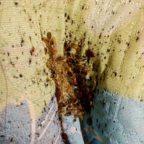 Уничтожение насекомых в Улан-Удэ (гостинка)