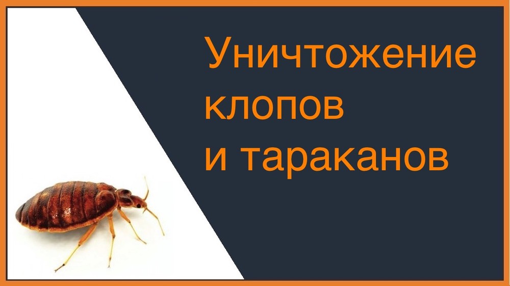 Уничтожение клопов и тараканов в Улан-Удэ