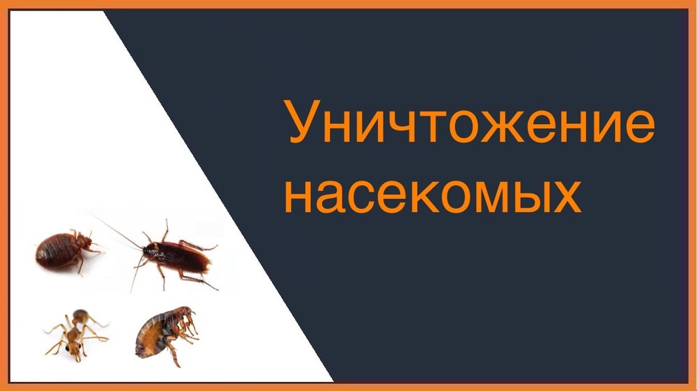 Уничтожение насекомых в Улан-Удэ